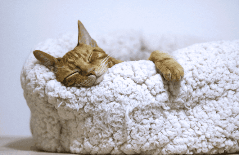 Най-Добри Котешки Легла