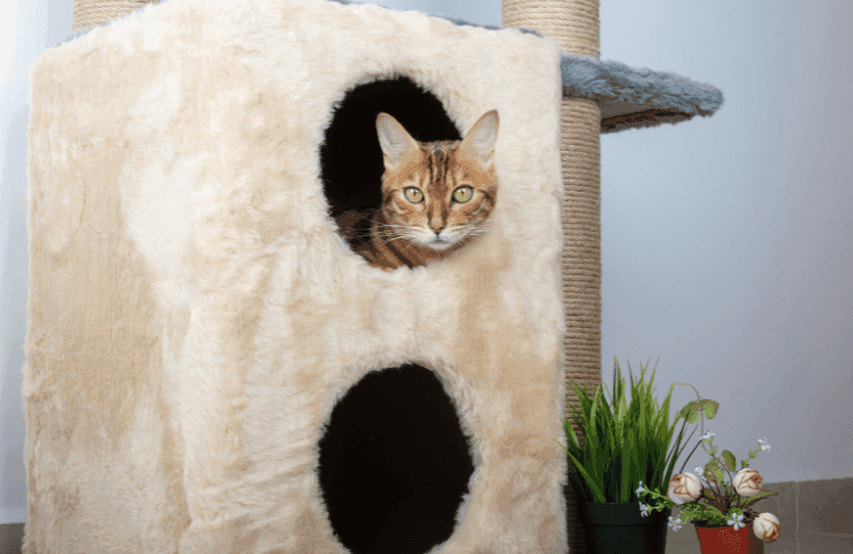 Най-Добри Къщи за Котки