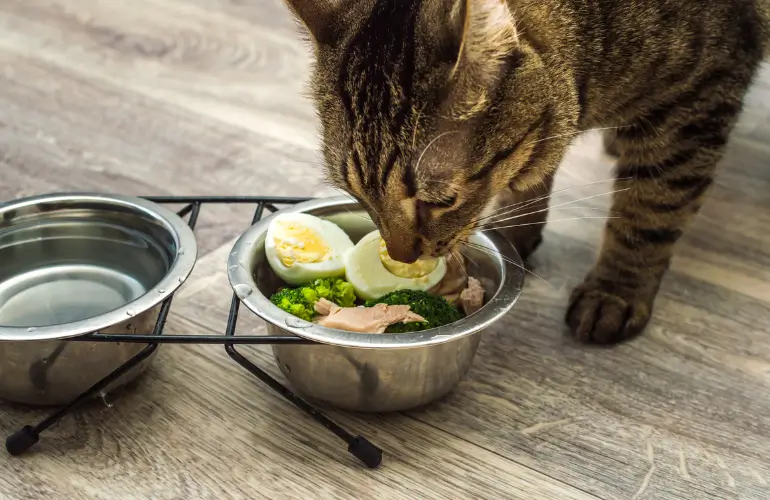 Как да Изберем Съдове и Купичка за Котка Практични Съвети