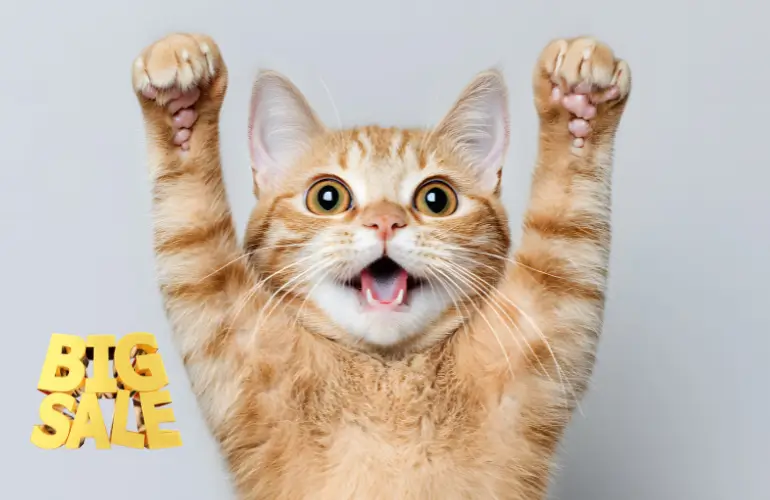 Черен Петък Зоомагазини